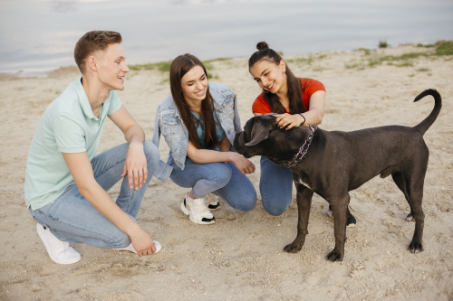 Safe Group Settings for Effective Canine Socialization