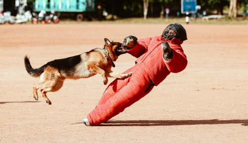 Experienced Trainers Tackle Specific Behavior Challenges