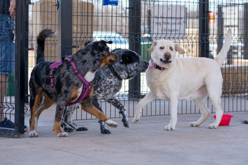Supervised Socialization Builds Lasting Behavioral Resilience