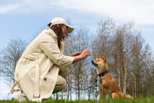 Safe Supervised Spaces for Healthy Dog Socialization