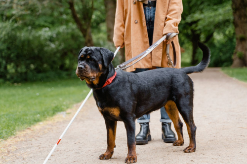 Expert Guidance Builds Dog Owner Confidence in Training