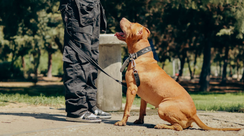 Ethics in Positive Reinforcement Training, Experts Weigh In