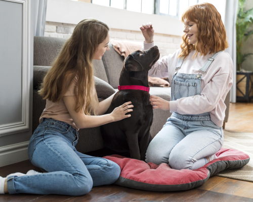 Reward-Based Training Builds Canine Confidence
