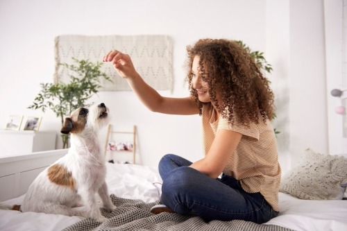 Building Resilient Dogs Through Early Positive Experiences