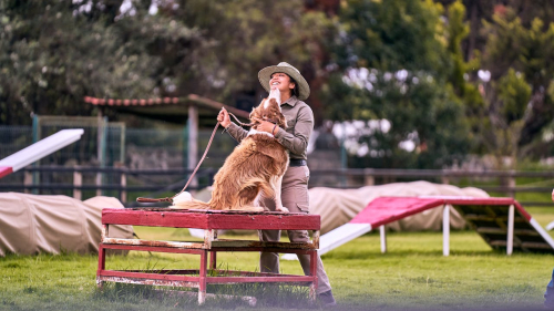 Reward-Based Training: What the Research Agrees On