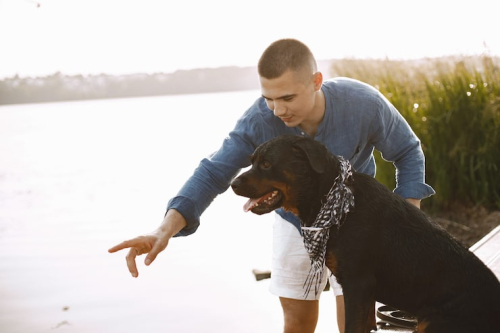 What Is Positive Reinforcement Dog Training?