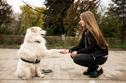 How Positive Dog Training Builds Trust, Not Fear
