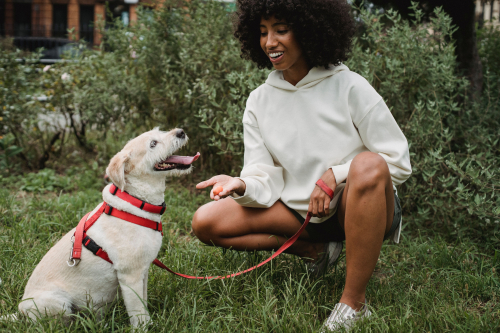 Puppy Potty Training: What New Owners Should Know