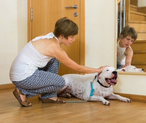 How to Teach a Puppy Basic Manners at Home