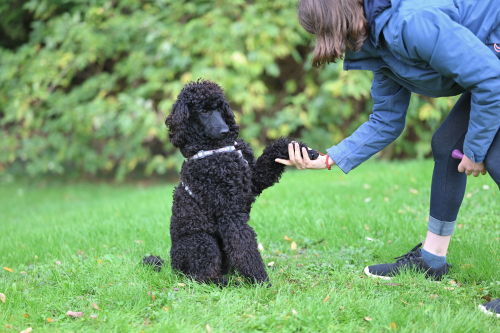 How Early Training Prevents Future Behavior Issues