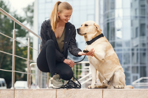 Dog Training Strengthens Human-Dog Bond