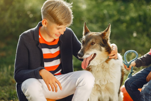 Why Teenage Dogs Need Extra Training Support