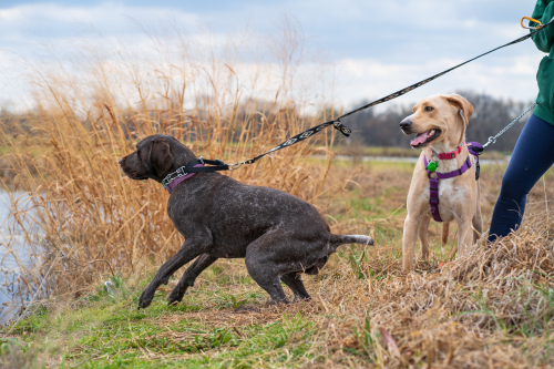 How to Manage Leash Pulling Without Punishment