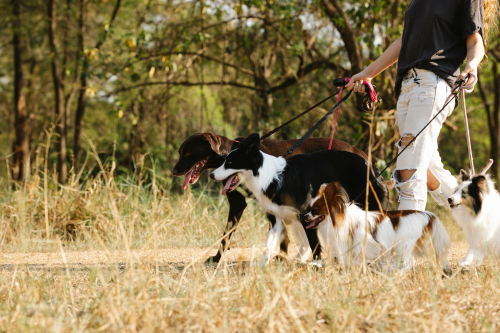 Why Loose-Leash Walking Takes Practice