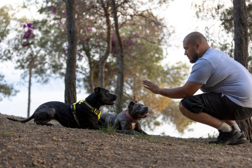 Group Dog Training Builds Real-World Skills
