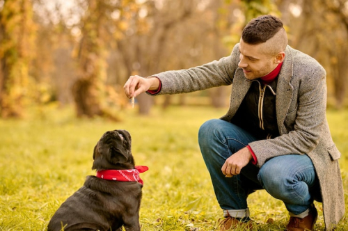 What Is Private Dog Training & Who Is It For?