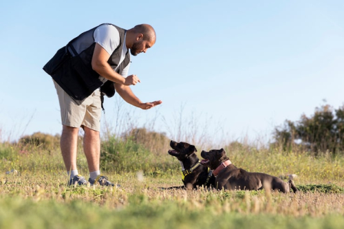 What Is Off-Leash Dog Training?