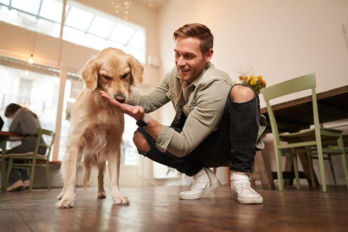 Why Consistency Matters in Dog Training | Tips