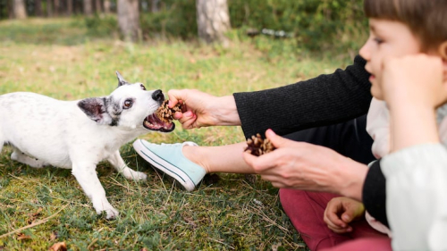 Reward-Based Dog Training: Faster Learning