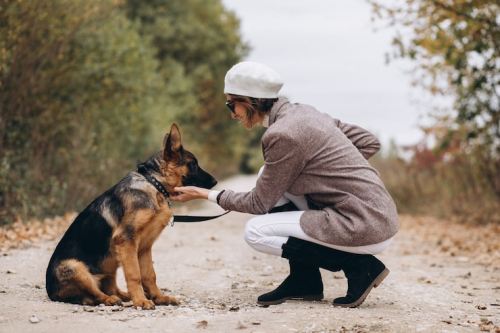 What Makes a Safe & Effective Dog Training Class?