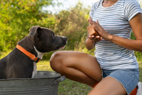 How to Choose the Right Dog Training Program