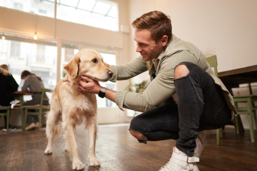 Why Certified Dog Trainers Matter