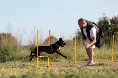 Foundation Skills in Dog Training Explained