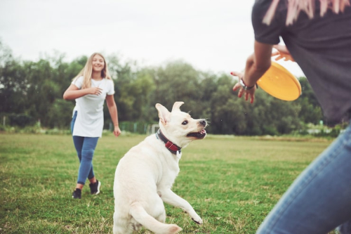 How to Make Dog Training Fun Tips & Tricks