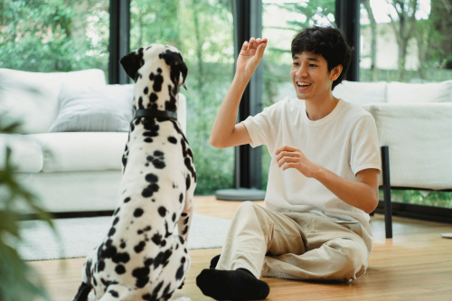 What to Know Before Joining a Dog Training Class