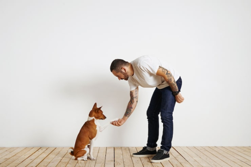 Puppy First Steps vs Private Training: Which to Choose?