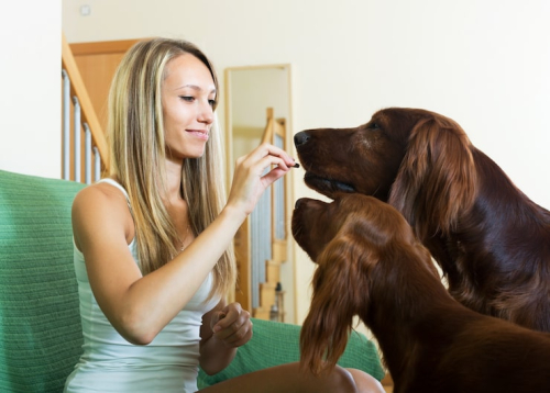 How to Choose a Puppy Training Class