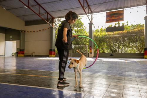 Group Dog Classes vs Private Training: How to Compare