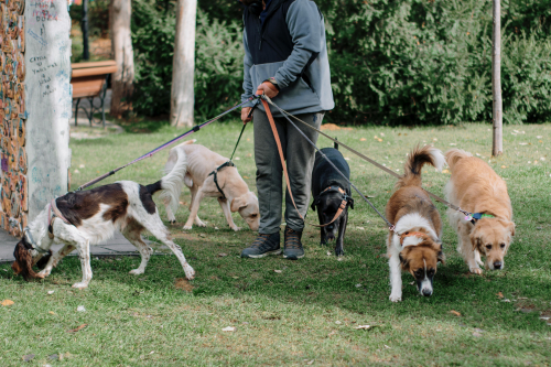 Private Dog Training vs Group Classes: When to Choose