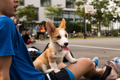 How Puppy Socials Support Early Socialization