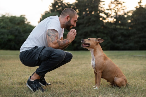 Level 1 vs Level 2 Dog Training: Which Is Right?