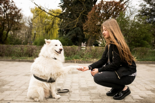 Advanced Dog Training for Better Real-World Manners