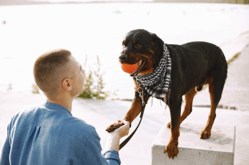 How to Choose Dog Recall & Off-Leash Training