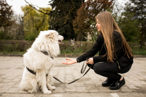 How to Choose a Trainer for a Reactive Dog