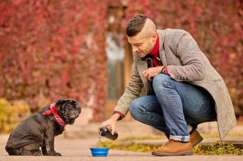 Positive Puppy Training: How to Choose Methods Only