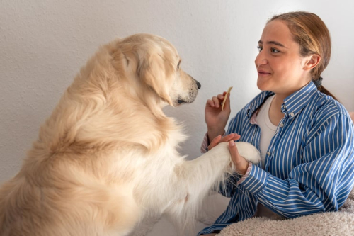 How PrimePaw Builds Puppy Confidence & Manners
