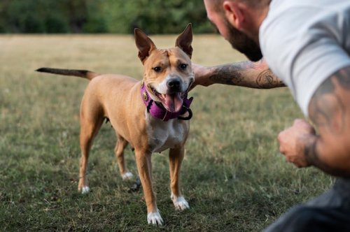 How PrimePaw Helps Dogs Stop Barking, Pulling & Lunging