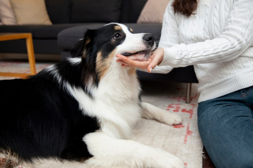 How to Choose the Right PrimePaw Program for Dogs