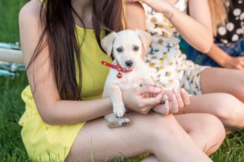 PrimePaw Puppy Kindergarten for Young Dogs