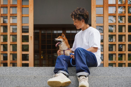 PrimePaw Adolescent Academy for Teenage Dogs