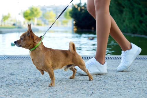PrimePaw Leash Reactivity Training Class