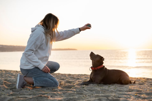 PrimePaw Private Dog Training | Expert Trainers