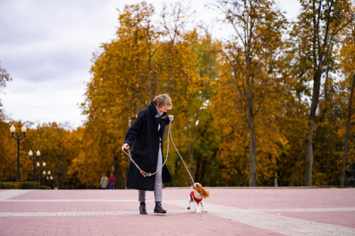 PrimePaw Walk N Train for Busy Dog Owners