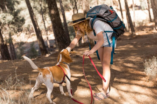 PrimePaw Off-Leash Adventures for Active Dogs
